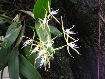 OrquideasDetalle1.jpg